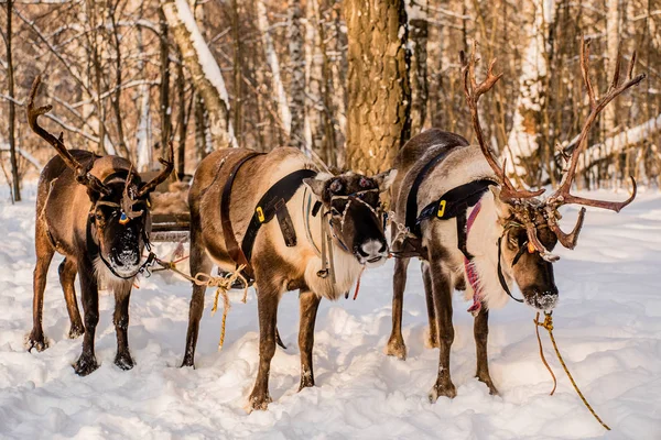 Northern house deer — Stock Photo, Image