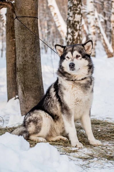 Lindo Husky en invierno —  Fotos de Stock