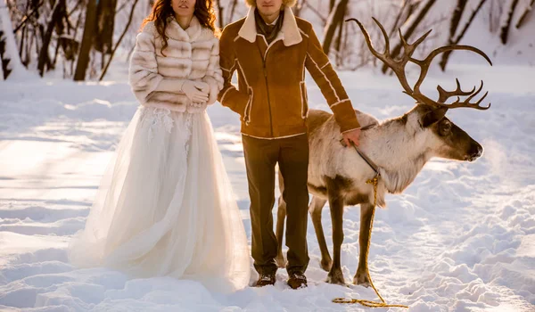 Noiva e noivo com veados na floresta — Fotografia de Stock