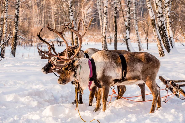 Northern house deer — Stock Photo, Image