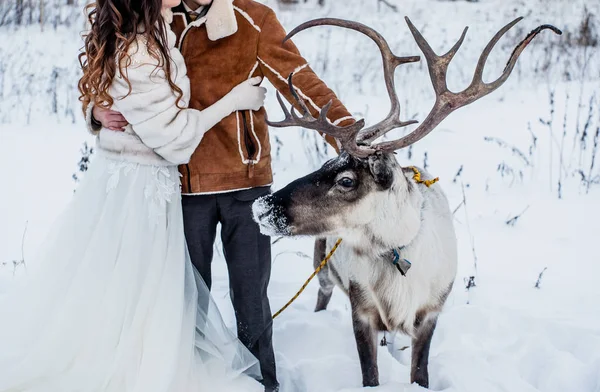 Szarvas közelében a menyasszony és a vőlegény — Stock Fotó