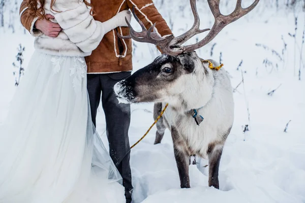 Cervos perto de noiva e noivo — Fotografia de Stock
