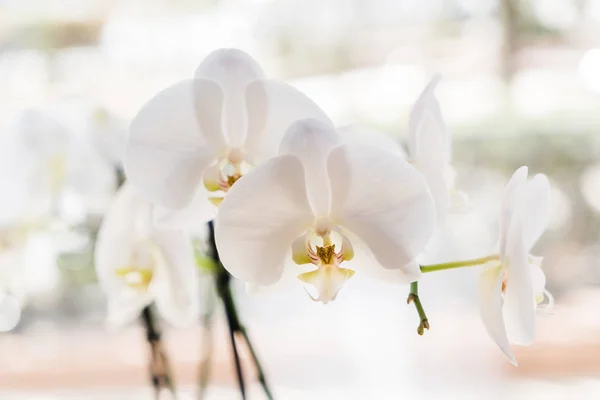 Белая свежая орхидея — стоковое фото