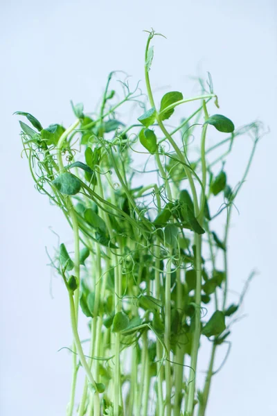 Young pea shoots — Stock Photo, Image