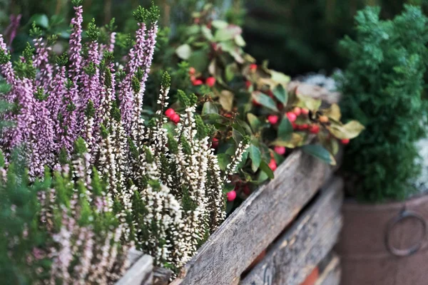 Plantas frescas de inverno — Fotografia de Stock