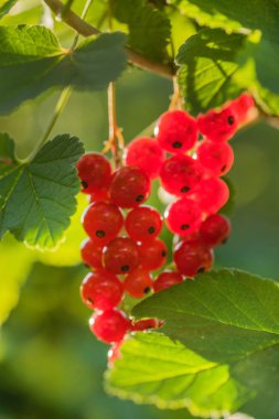 Olgun kırmızı frenk üzümü