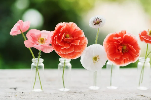 아름 다운 양 귀 비 꽃 — 스톡 사진