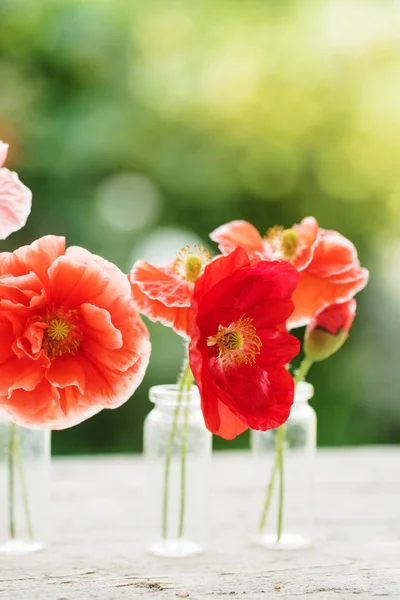 Beautiful poppy flowers — Stock Photo, Image