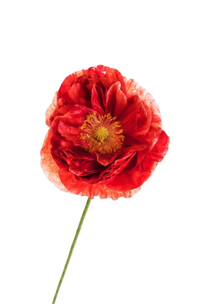 Belle coquelicot rouge — Photo