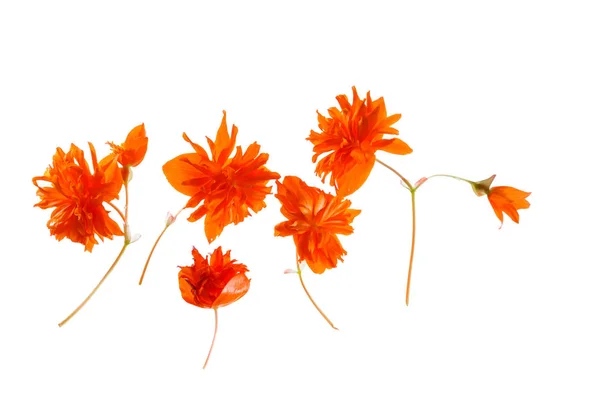 Fresh orange flowers — Stock Photo, Image