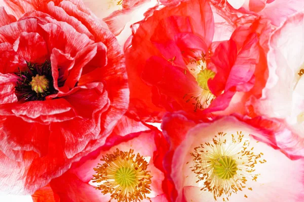 Hermosas flores de amapola —  Fotos de Stock