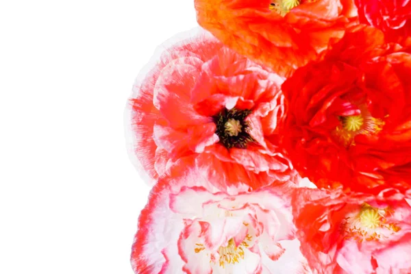 Mooie poppy bloemen — Stockfoto