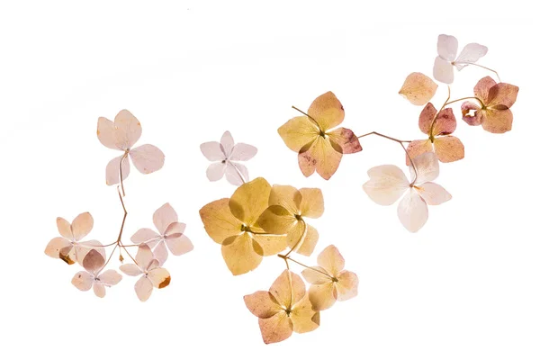 Hortensias secas flores — Foto de Stock