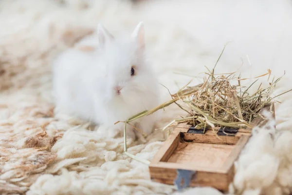 Joli lapin blanc — Photo