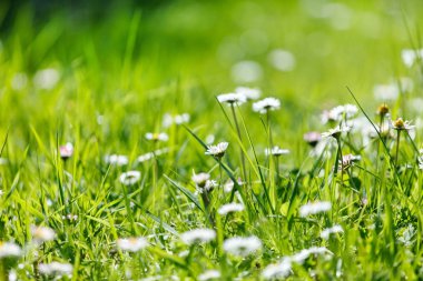 papatya çiçekleri alan