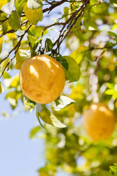 Zitronenbaum im Garten — Stockfoto