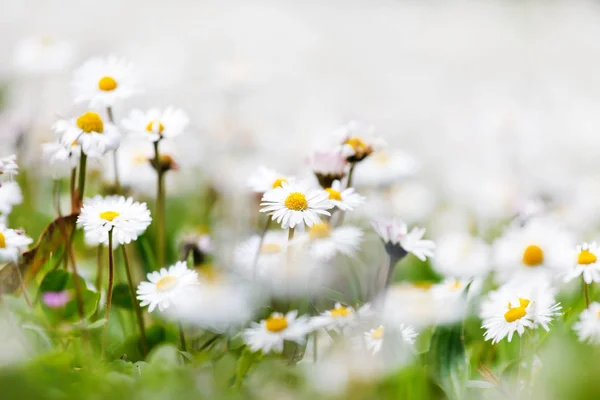 Daisy blommor fält — Stockfoto