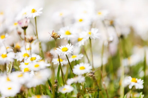 Gänseblümchenblumenfeld — Stockfoto