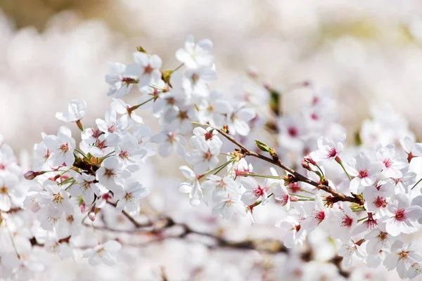 Blommande våren träd — Stockfoto