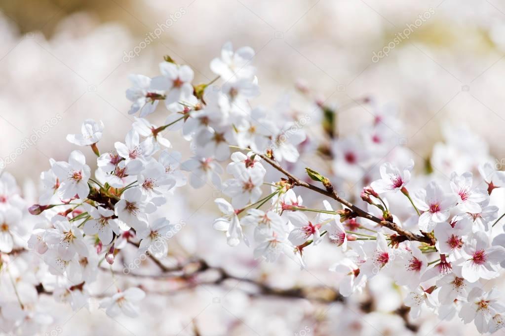 flowering spring tree