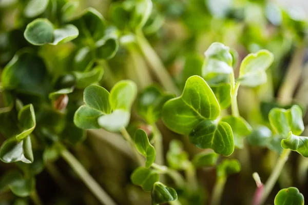Fresh micro greens — Stock Photo, Image