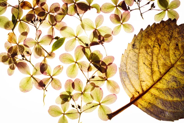 Fiori di ortensia secca — Foto Stock