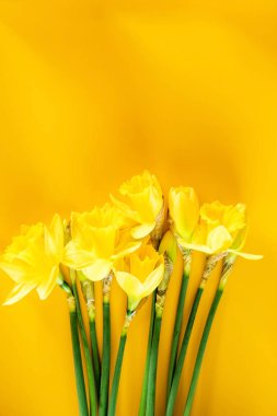 Sarı narsisli çiçekler 