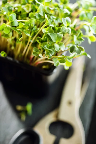 Färska micro gröna — Stockfoto