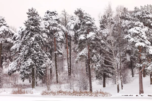 Pěkný zimní les — Stock fotografie