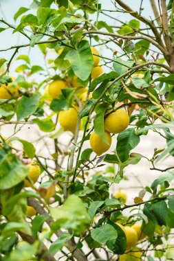 Bahçedeki limon ağacı      