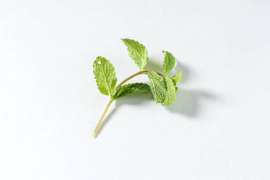 Taze nane yaprakları 