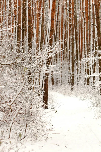 Hermoso bosque de invierno — Foto de Stock