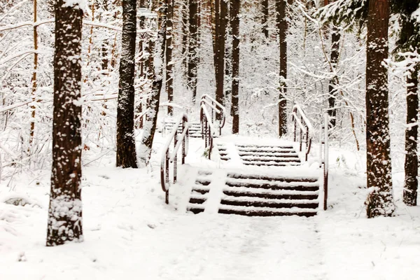 Vacker vinterskog — Stockfoto