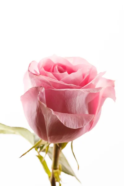 Ροζ όμορφο τριαντάφυλλο — Φωτογραφία Αρχείου