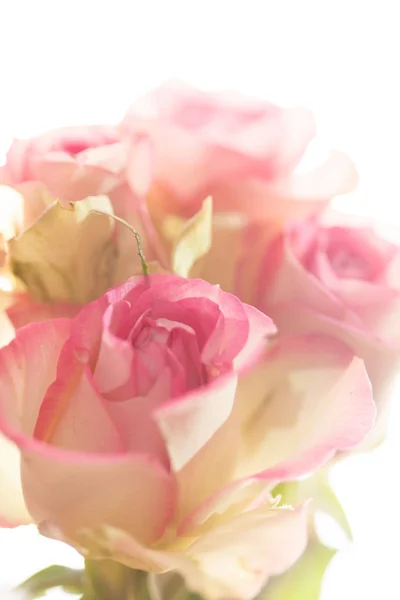 Schöne rosa Rosen — Stockfoto