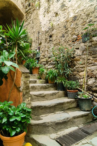 Old stairs with plants — Stock Photo, Image