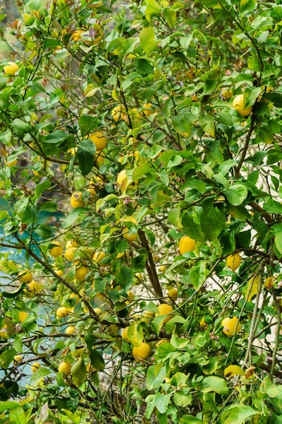 Bahçedeki limon ağacı — Stok fotoğraf