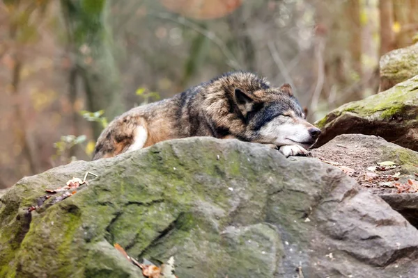 Lobo gris durmiendo — Foto de Stock