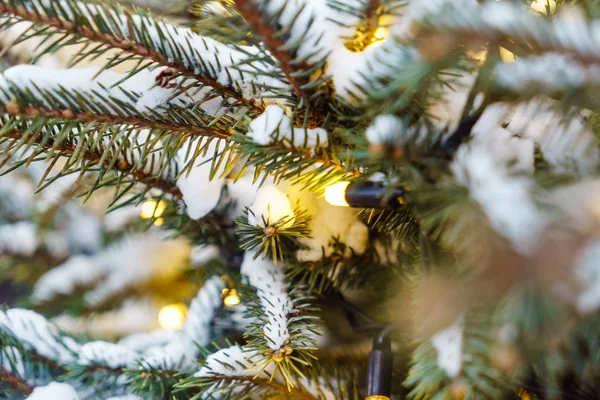 冬天的圣诞树 — 图库照片