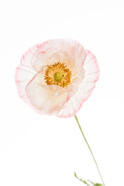 柔嫩的罂粟花朵 — 图库照片