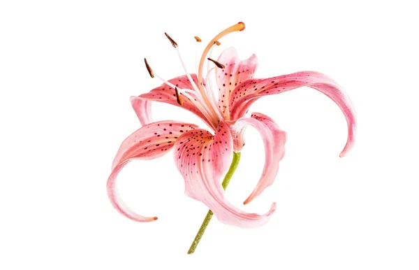 Roze lily bloem — Stockfoto