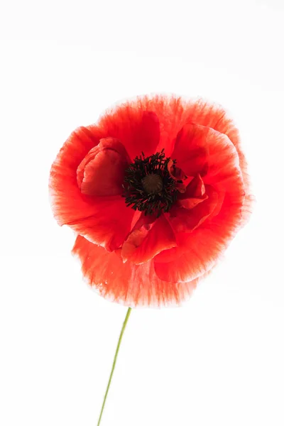 Inschrijving poppy bloem — Stockfoto