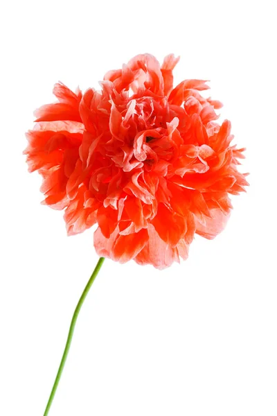 Anbud vallmo blomma — Stockfoto