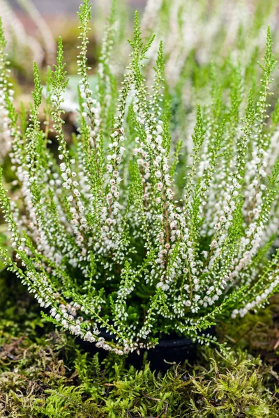 Flores brancas de urze — Fotografia de Stock