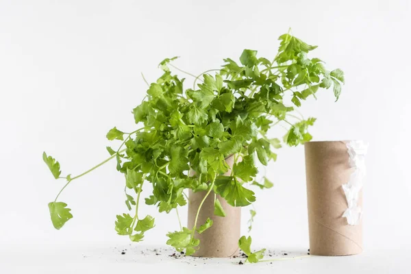 Toilet paper roll and seedling — Stock Photo, Image