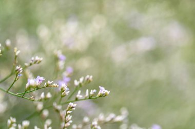 ihale çiçek arka plan