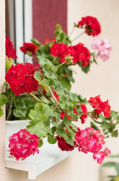 Red geranium flowers — Stock Photo, Image