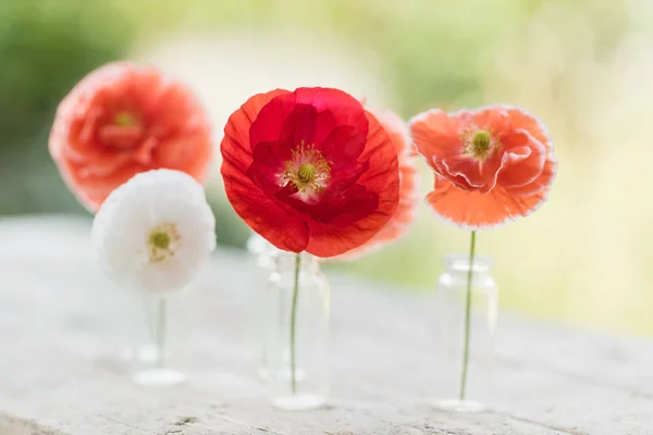 Tender poppy flowers — Stock Photo, Image