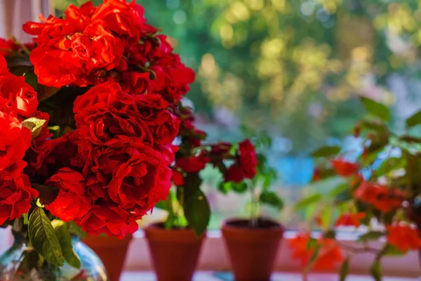 Friske røde roser - Stock-foto