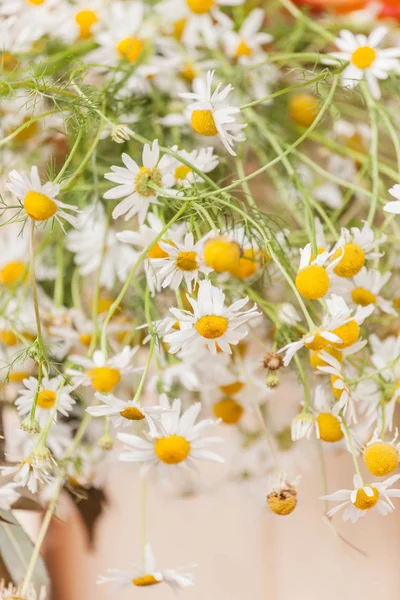 カモミールの花の束 — ストック写真